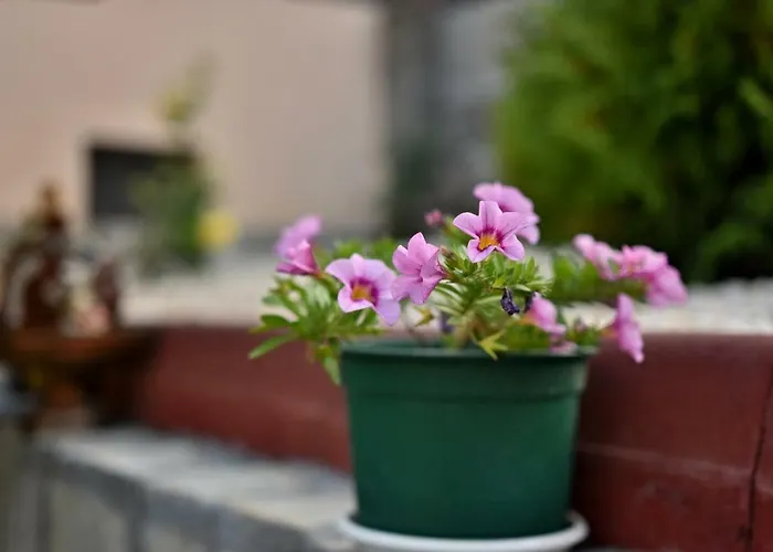 Guest house Saint Maria Velingrad